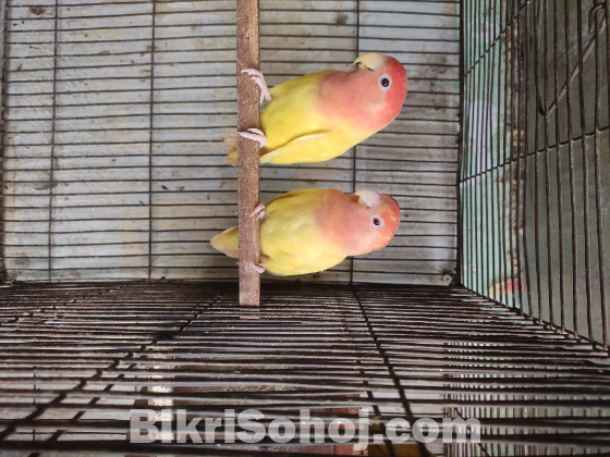 Running Lovebird Pair